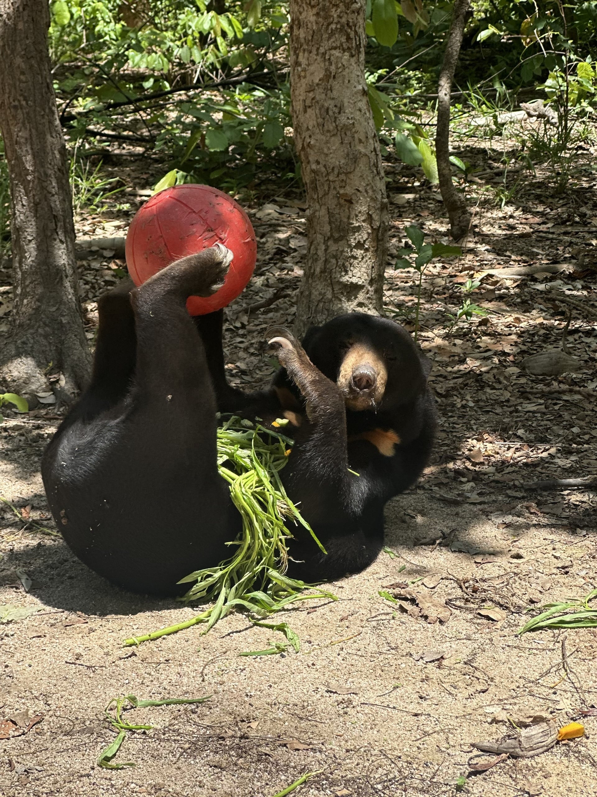 bear rolling on ground