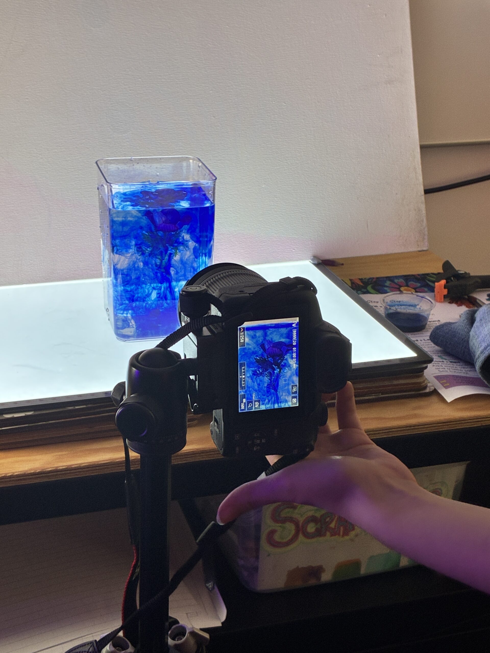 Creative Voices: How Allegra Students Are Learning to Speak, See and Shine